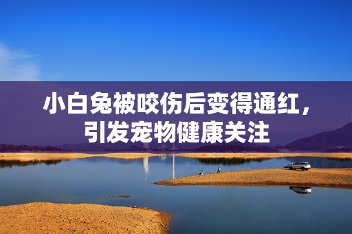 小白兔被咬伤后变得通红，引发宠物健康关注