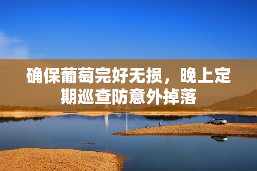 确保葡萄完好无损，晚上定期巡查防意外掉落