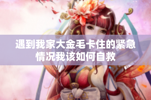 遇到我家大金毛卡住的紧急情况我该如何自救