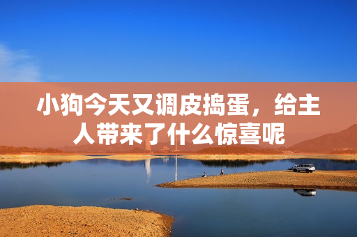 小狗今天又调皮捣蛋，给主人带来了什么惊喜呢